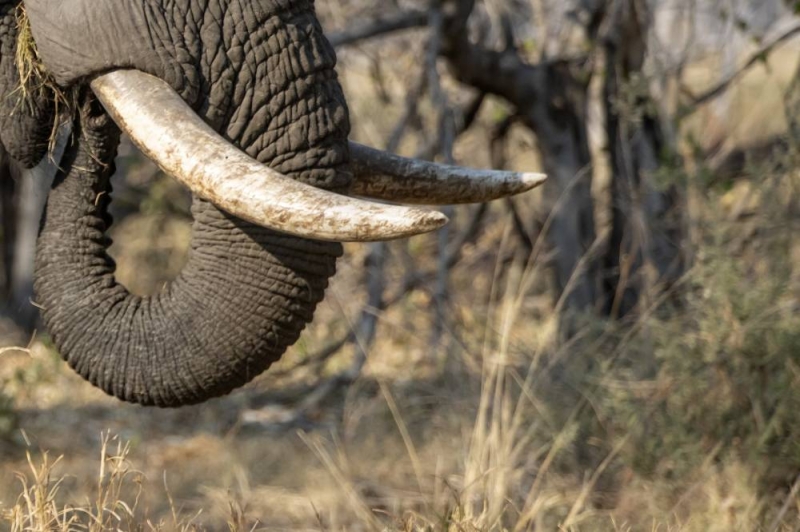 Elephant tusks PIC. THALEFANG CHARLES