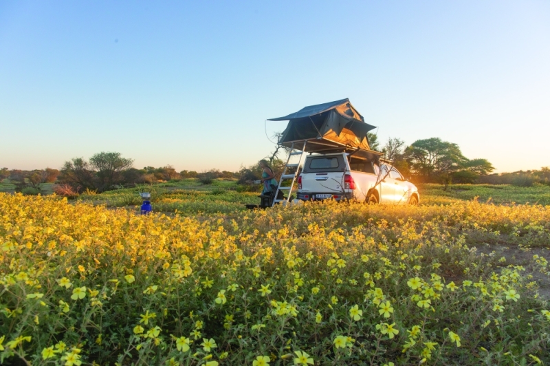 Desert scenes: Kgalagadi in full bloom PIC: THALEFANG CHARLES