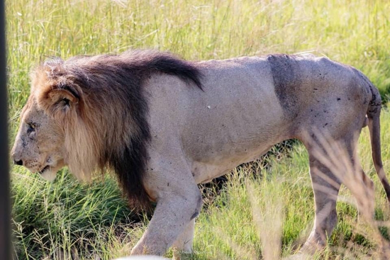 Old lion. PIC. ISAAC MPUCHANE