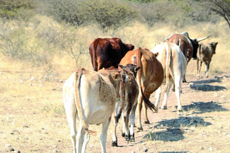 Cattle PIC: PHATSIMO KAPENG