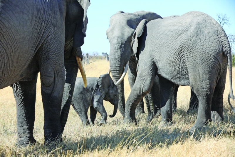 In the news: Regional states want the rules on ivory trade relaxed PIC: THALEFANG CHARLES