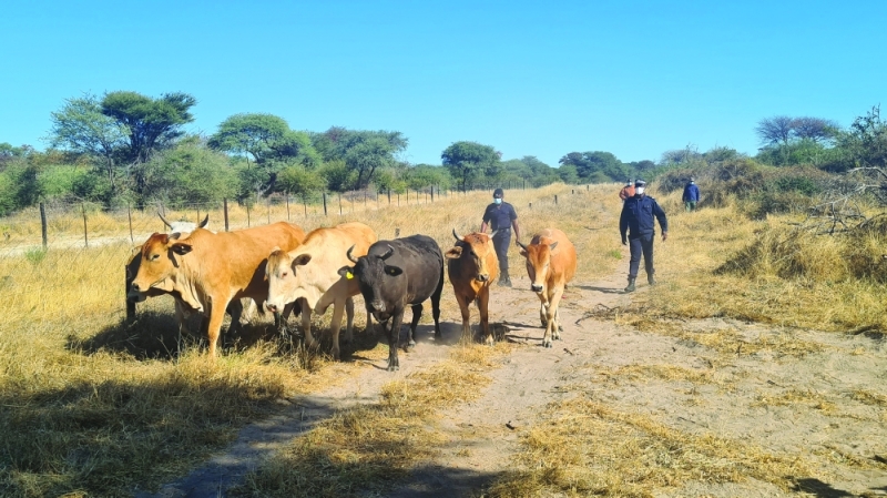 Operation kgomo khumo