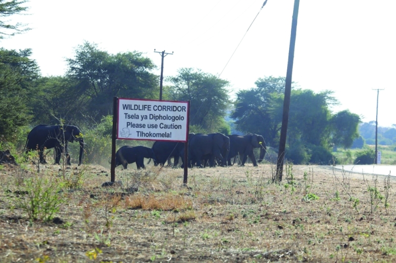 On the march: Wildlife corridors are designed to provide animals with a path through human activity PIC: DR TEMPE ADAMS