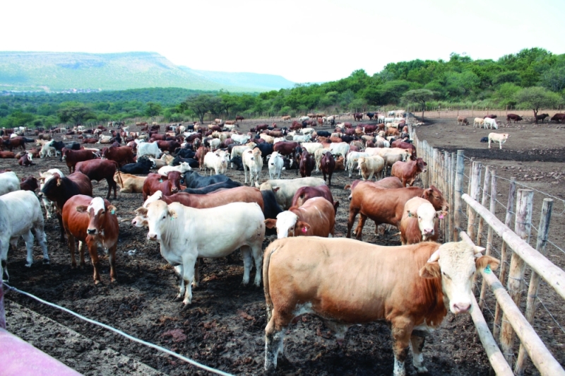Tough times: Cattle producers are stuck in limbo PIC: MORERI SEJAKGOMO