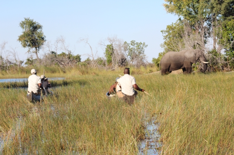 In the wild: Tourists on mekoro spot an elephant in the Delta. Hunting tourism and other activities PIC: MBONGENI MGUNI