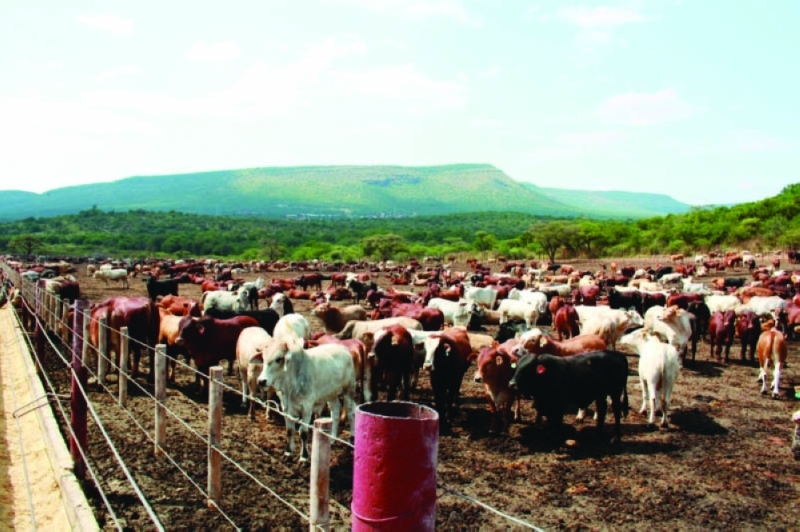 Cattle PICS: MORERI SEJAKGOMO