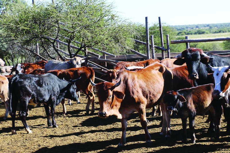 Cattle