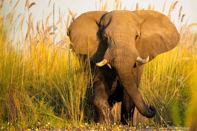 A still picture of James Gifford's Living with Elephants submission. Courtesy of Mkapa Awards