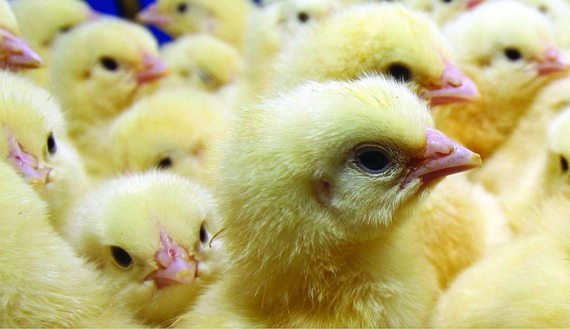 Irvines Botswana day old chicks