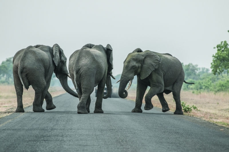 A report released last year found that elephants were most responsible for deaths attributable to human wildlife conflict in between 2009 and 2019 PIC: THALEFANG CHARLES
