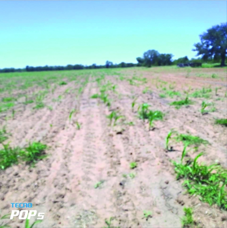 Fighting on: Kehitile planted last year and this year as a way of managing the mid-season dry spell. He also hopes to invest in irrigation going forward