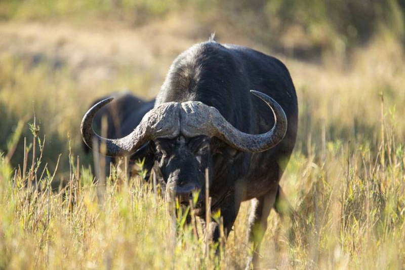 Buffalo PIC: INTERNET