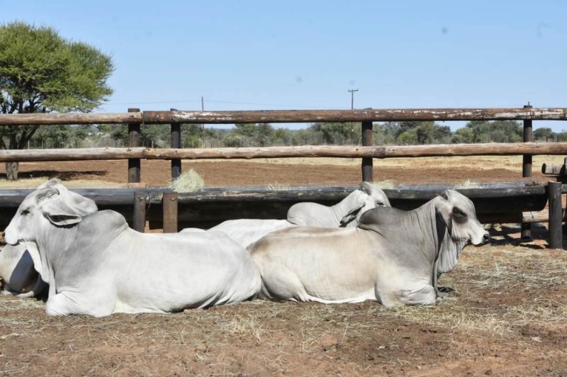 New arrivals: Part of the US cattle seen on Thursday at the Ramatlabama Artificial Insemination Camp
PIC: AGRICULTURE MINISTRY