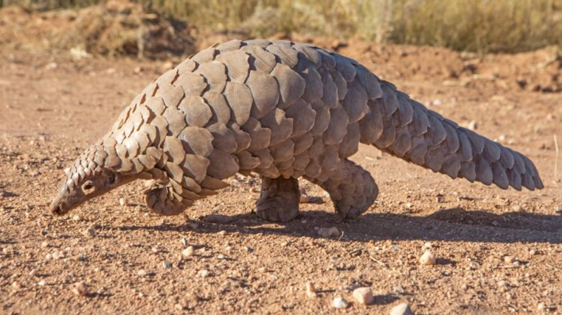 Zim duo in illegal possession of pangolin - Vimarsana News