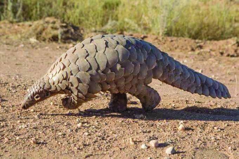 Cape Pangolin