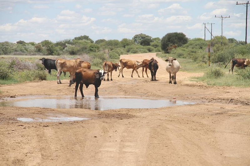 Cattle PIC: MORERI SEJAKGOMO