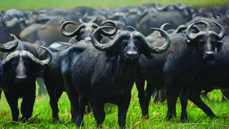 Invasion: Some of the buffalos were visibly dehydrated and in desperate search for water PIC: EXPERTAFRICA.COM