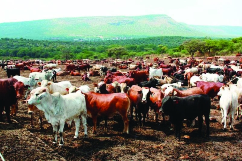 Value-added grass: Live cattle exports offered another route to returns for local farmers