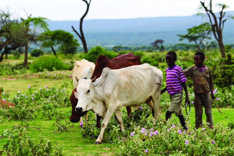 Timeless: Young boys have herded livestock since time immemorial PIC: FLICKR.COM