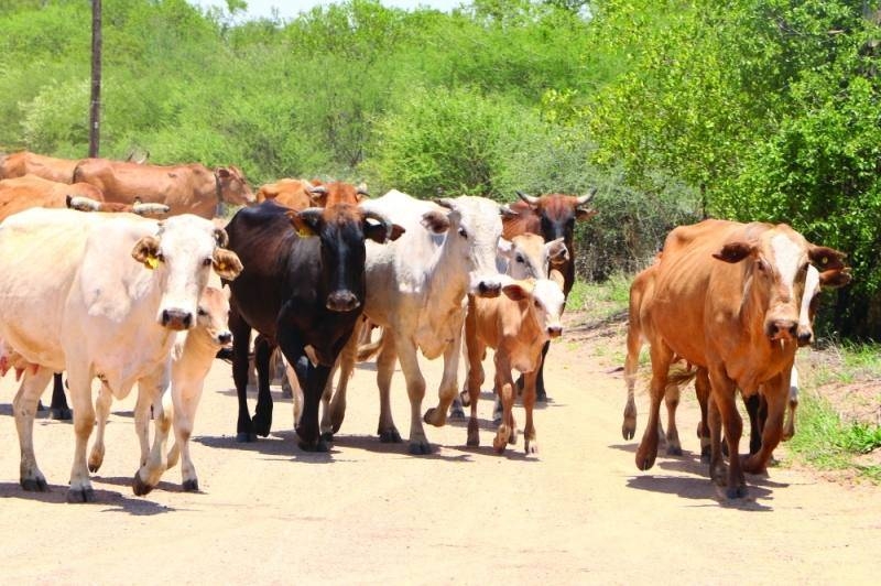 Botswana encoutered an outbreak of FMD PIC- MORERI SEJAKGOMO