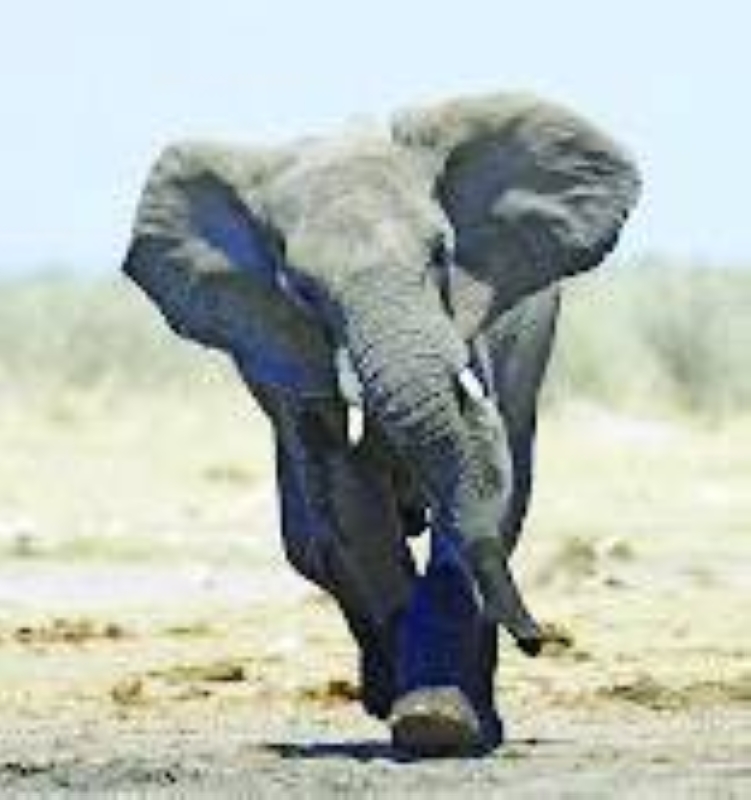 Charging elephant