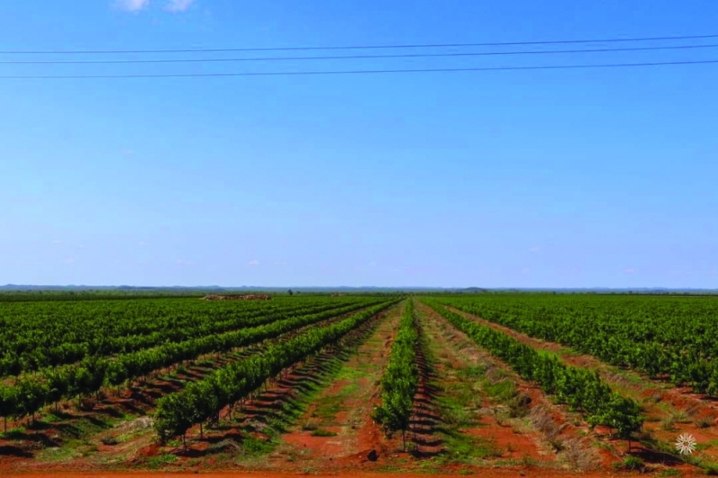 Giant leap: The Phikwe Citrus Project is one of the region’s largest operations and is expected to yield 70,000 tonnes per annum at full capacity