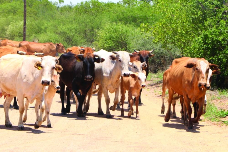 Cattle PIC: MORERI SEJAKGOMO