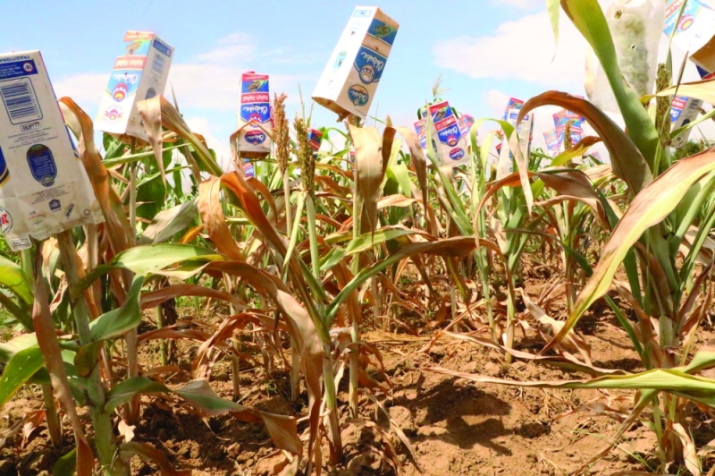 Feared and loathed: Droughts have become more frequent and harmful as climate change tightens its grip PIC: PHATSIMO KAPENG