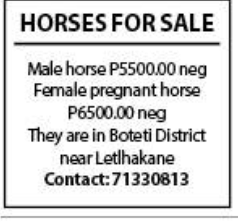 horse for sale
