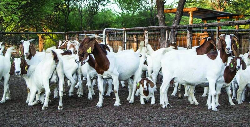 Goats