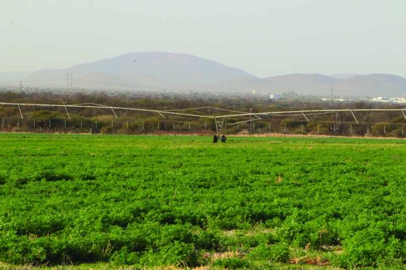 Underwhelmed: The agriculture sector is amongst those feeling pessimistic about the first quarter PIC: MORERI SEJAKGOMO