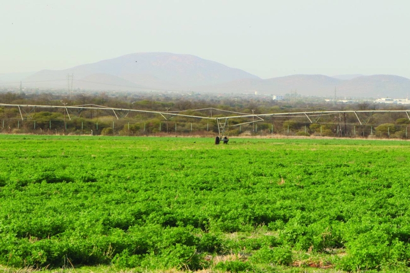 Better days: The country's commercial farming activities are presently unable to fully satisfy national food security PIC MORERI SEJAKGOMO