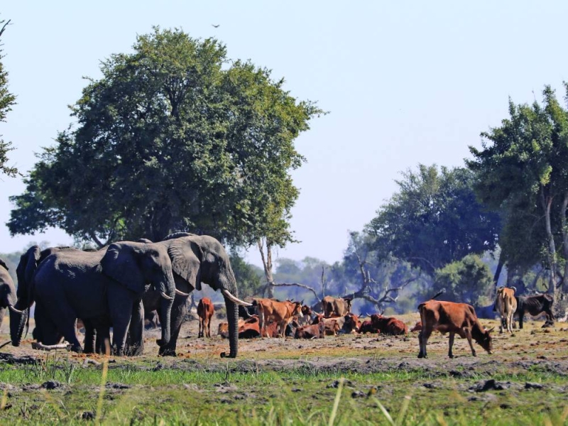 Conflict: Bush encroachment means more livestock are bumping into wildlife