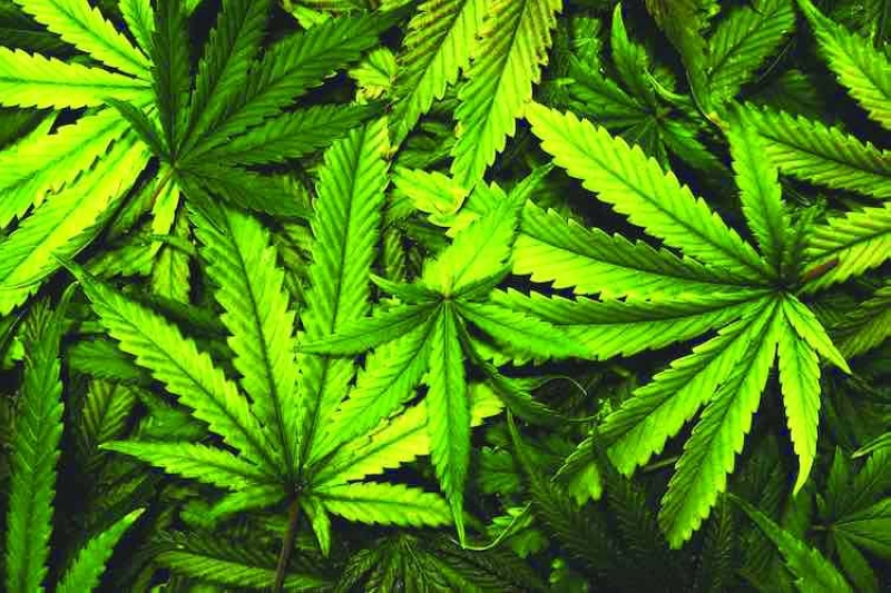 Cannabis. PIC INTERNET
