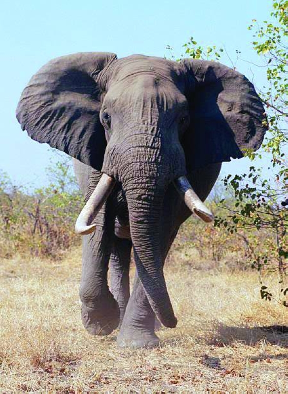 Charging elephant