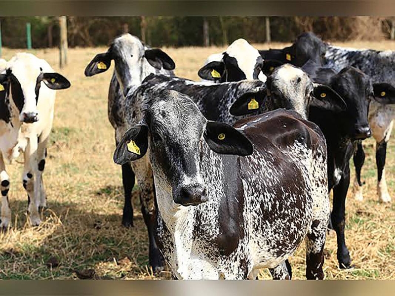 Gov't to import 1,000 Girolando cattle from Brazil