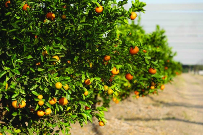 Selebi Phikwe Citrus production soars on second harvest