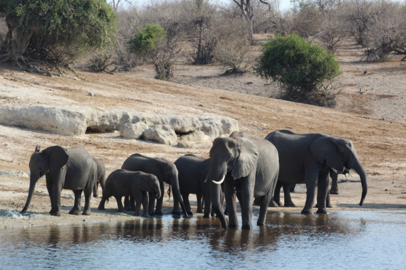 ‘Paradise in Peril’ recounts cost of elephant coexistence