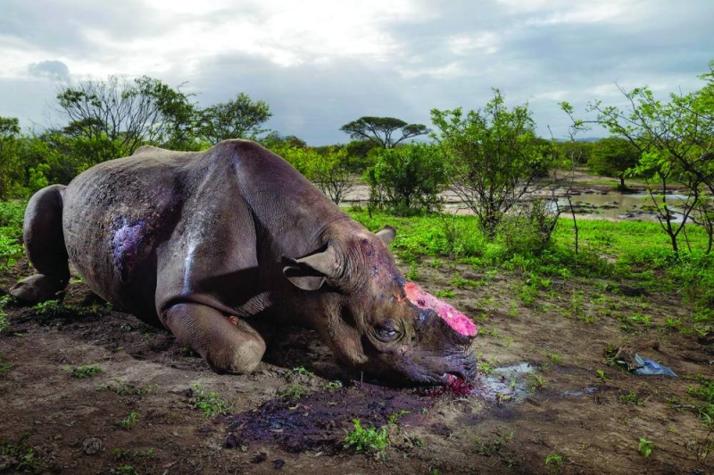 Poachers gun down P12bn of Botswana wildlife value