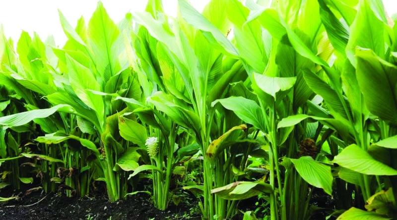 Costly turmeric farming limits participation