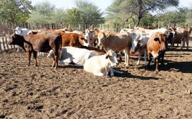 Angola bans live cattle imports from Botswana :: Mmegi Online