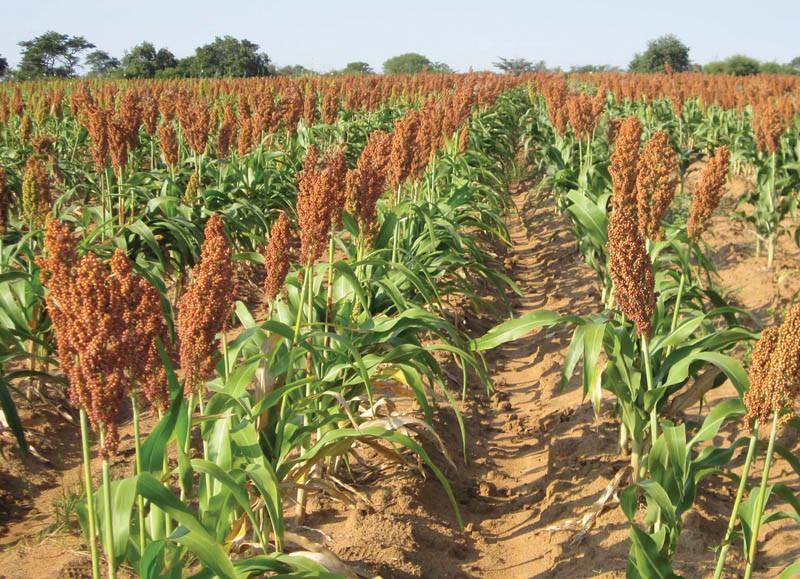 Government has bought hectares of the fertile land for residential use