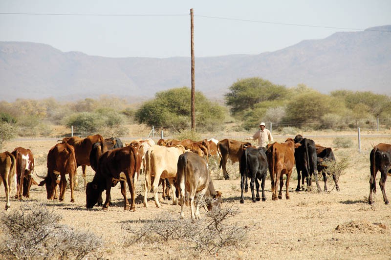 Herd of cattle