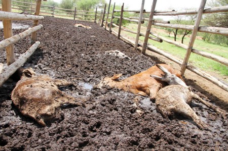 Ravaged: FMD has breached Hainaveldt farms