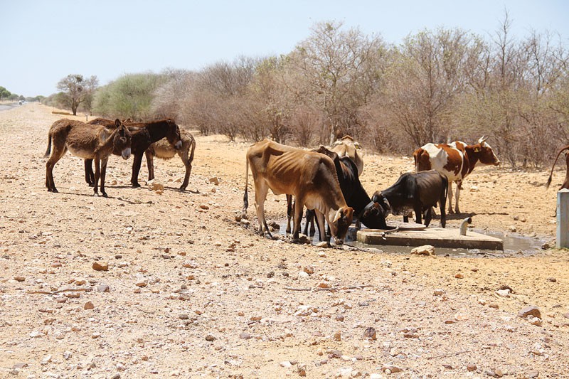 The raging drought forced government once again to subsidise livestock feeds