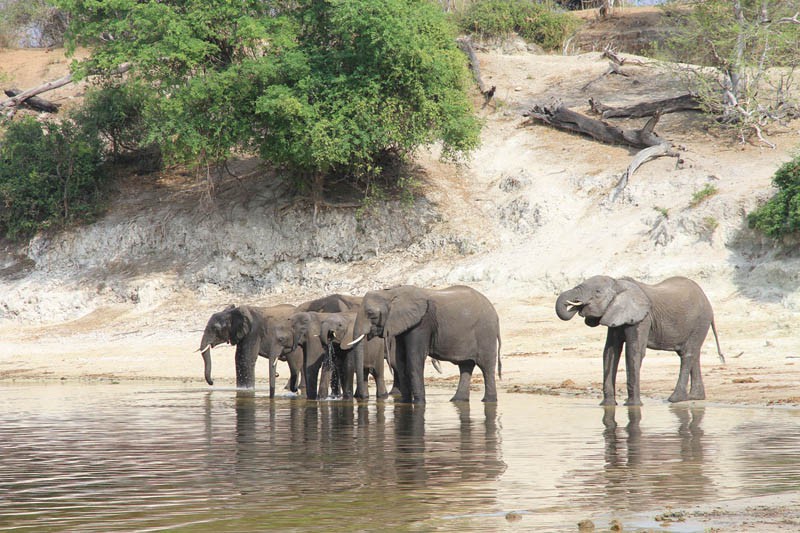 Gentle giants: Elephants are among poachers' top targets 