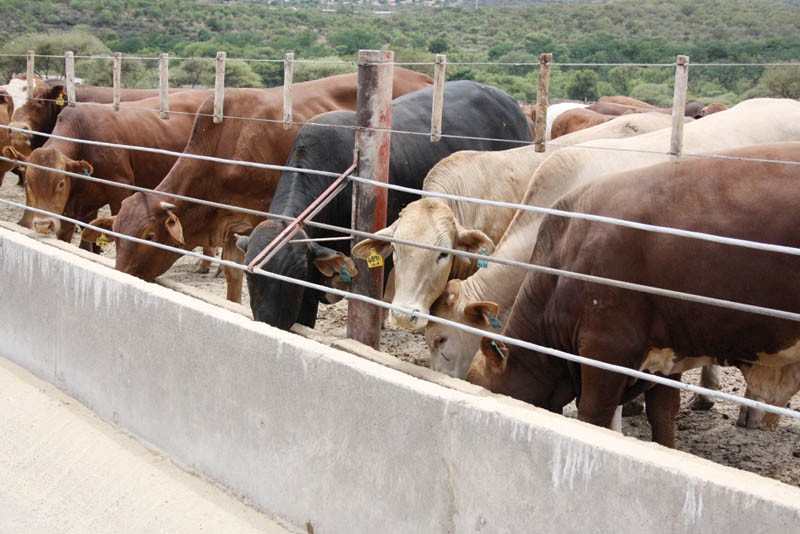 Rising numbers: The restocking exercise in the North is progressing well