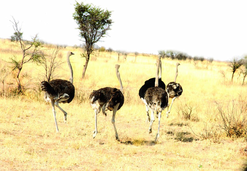 Breeding cash: Ostriches are a money spinner in other countries