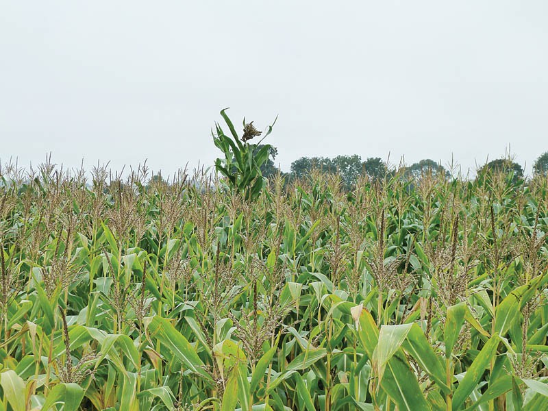 maize field