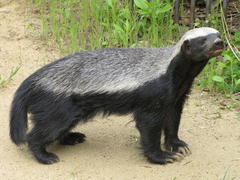Deadly: The honeybadger is renowned as being fearless